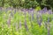 Forest clearing overgrown with blue lupines or Lupinus