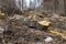 A forest clearing after tree felling