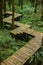 Forest, climber, safety, walking, boardwalk