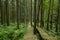 Forest, climber, safety, walking, boardwalk