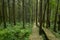 Forest, climber, safety, walking, boardwalk