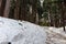 The forest close to Shirakawa-go village during winter in Japan