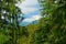 Forest closeup, beautiful summer landscape, spruces on hills - travel destination scenic, carpathian mountains