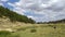 Forest clouds pine tree motorcicle