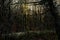 Forest with cobblestone road in the evening sun in the Flemish countryside