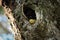 Forest Cobra peeking out of a tree trunk