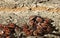 Forest cockroaches on the bark of a tree