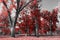 Forest of colorful tall trees with red leaves in a black and white fall landscape