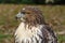 Forest (common) buzzard portrait