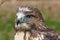 Forest (common) buzzard portrait