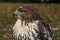 Forest (common) buzzard portrait