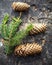 Forest cones and spruce paw