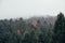 Forest of coniferous trees, with mist, details of branches and moss