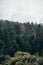 Forest of coniferous trees, with mist, details of branches and moss