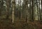 Forest of coniferous trees, with mist, details of branches and moss