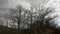 Forest with coniferous trees and sunlight in heavy clouds