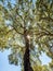 Forest of cork trees