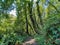 Forest covered with endemic sweetgum trees in Mugla, Liquidambar orientalis