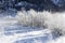 Forest covered with frost in a winter coldness along river