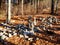 Forest covered with many mysterious piles of stones in autumn