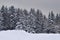 Forest covered by snow