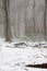 Forest covered in snow and fog during winter time in the south of the Netherlands. The snow sticks against the tree trunks which p