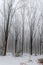 Forest covered in snow and fog during winter time in the south of the Netherlands. The snow sticks against the tree trunks which p