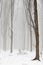 Forest covered in snow and fog during winter time in the south of the Netherlands. The snow sticks against the tree trunks which p