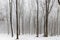 Forest covered in snow and fog during winter time in the south of the Netherlands. The snow sticks against the tree trunks which p