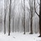Forest covered in snow and fog during winter time in the south of the Netherlands. The snow sticks against the tree trunks which p
