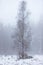 Forest covered in snow and fog during winter time in the south of the Netherlands. The snow sticks against the tree trunks which p