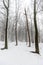 Forest covered in snow and fog during winter time in the south of the Netherlands. The snow sticks against the tree trunks which p