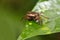 Forest Crab or forest tree climbing Crab Madagascar