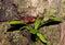 Forest Crab or Tree climbing Crab Madagascar