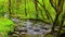 Forest creek running over moss covered rocks. Spring landscape.