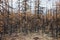 Forest Cup in the Siberian larch taiga in autumn.