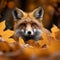 Forest curiosity Red fox peeks from autumn leaves, shallow depth
