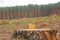 Forest cut down. Pine trees lying in forest after deforestation, firewood. Pile of wood