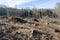 Forest cut trees logging, pine spruce branches cut down pile