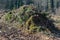 Forest cut trees logging, pine spruce branches cut down pile