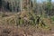 Forest cut trees logging, pine spruce branches cut down pile