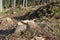 Forest cut trees logging, pine spruce branches cut down pile