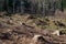 Forest cut trees logging, pine spruce branches cut down pile