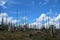 The forest damaged by the hurricane