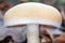 Forest dangerous inedible macro mushrooms