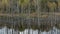 Forest of Dead Trees in the Lake