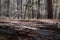 Forest Decay Outlook Solitude Alone Lonely Fallen Tree Stump Natural Background