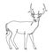 Forest deer line art vector illustration
