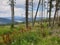 Forest after deforestation in Apuseni, Romania