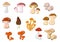 Forest delicacy edible mushrooms set